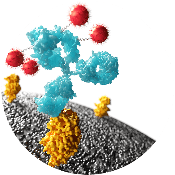 Myeloma close-up image
